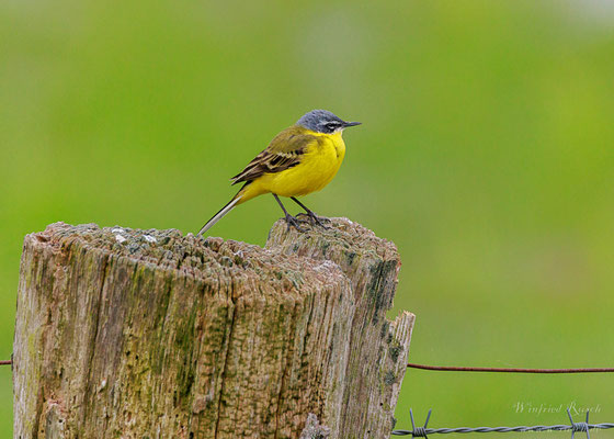 Wiesenschafstelze  (Motacilla flava)