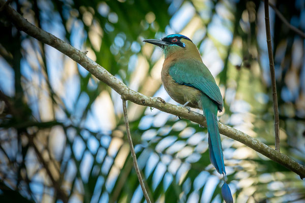 Diamantmotmot (Momotus lessonii) 