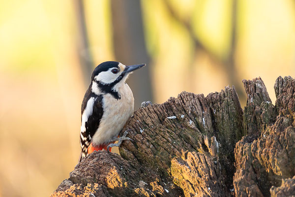 Buntspecht (Dendrocopos major)