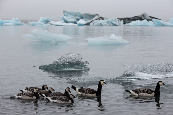 Weißwangengans (Branta leucopsis)