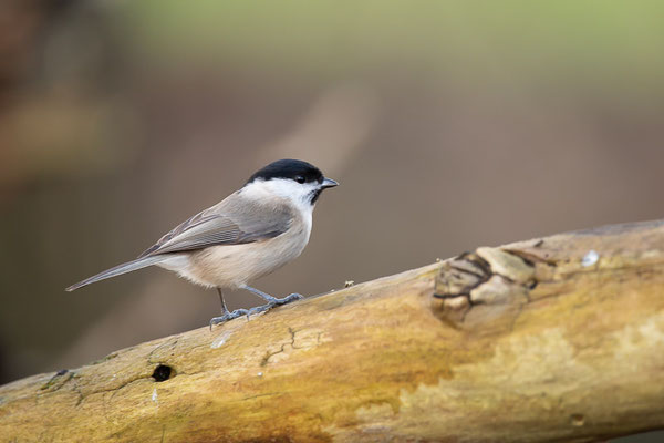 Sumpfmeise oder Nonnenmeise (Poecile palustris)