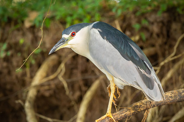 Nachtreiher (Nycticorax nycticorax)