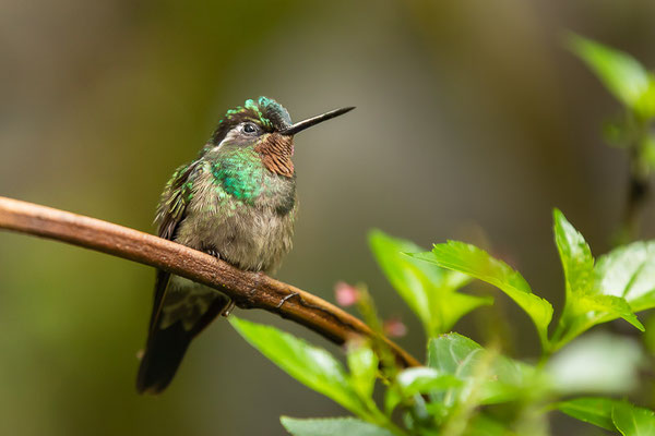 Purpurkehlnymphe (Lampornis calolaemus) - Männchen