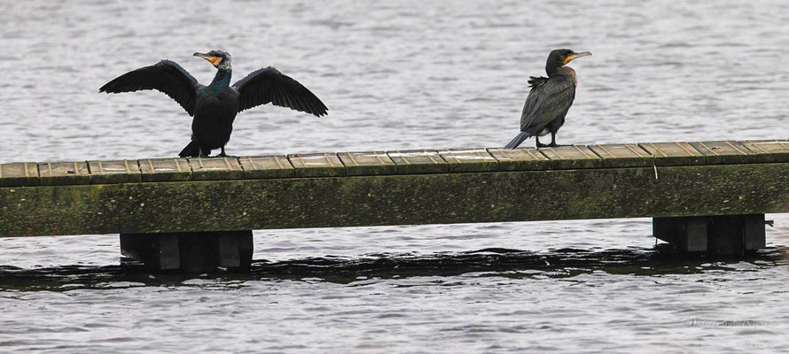 Kormorane (Phalacrocorax carbo)