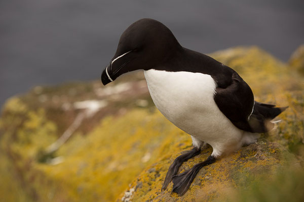 Tordalk (Alca torda)