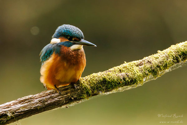Eisvogel (Alcedo atthis)