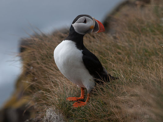 Papageitaucher (Fratercula arctica)