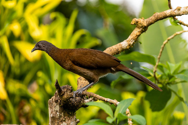 Graukopfguan (Ortalis cinereiceps) 