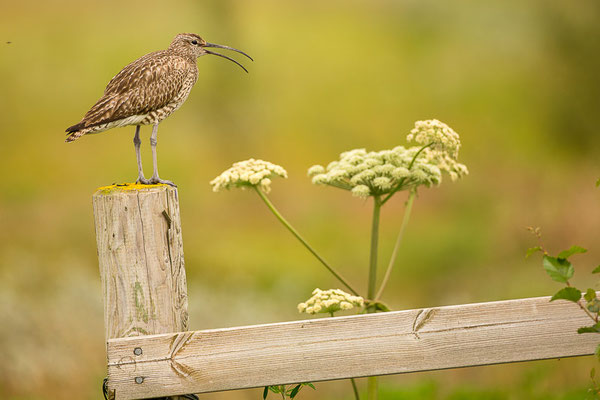 Regenbrachvogel (Numenius phaeopus)  