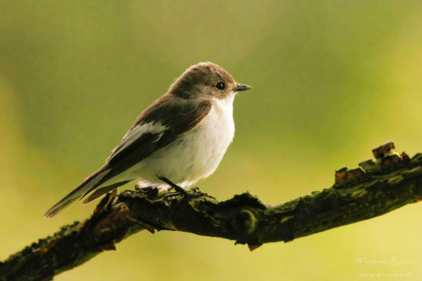 Trauerschnäpper (Ficedula hypoleuca)