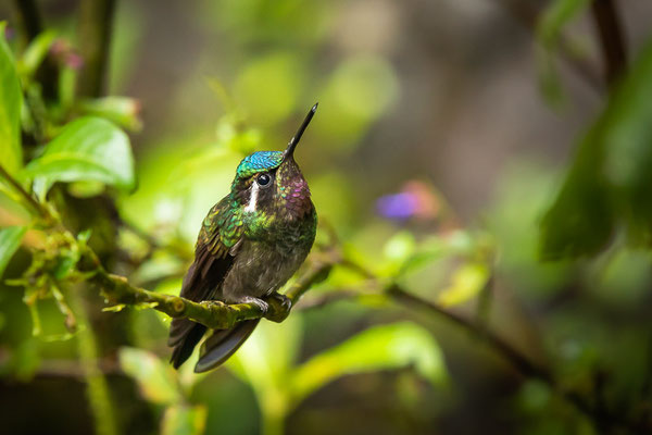 Purpurkehlnymphe (Lampornis calolaemus) - Männchen