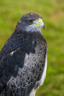 Kordillerenadler (Geranoaetus melanoleucus)