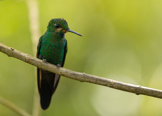 Grünstirn-Brillantkolibri  (Heliodoxa jacula)