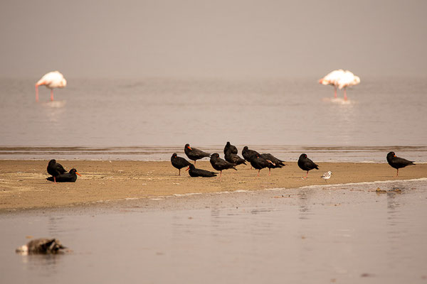 Schwarze Austernfischer (Haematopus moquini)