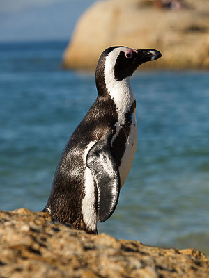 afrikanische Pinguin ( Spheniscus demersus) oder Kappinguin