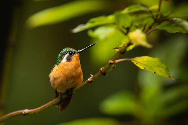 Weißkehlnymphe (Lampornis castaneoventris) - Weibchen