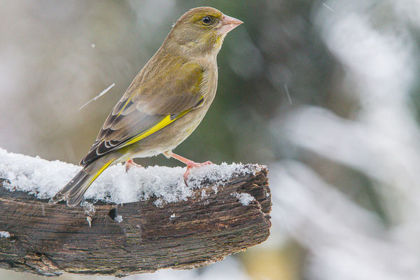 Grünfink (Chloris chloris)