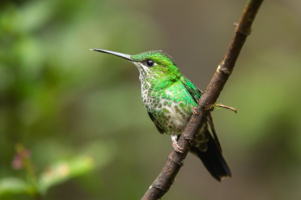 Grünstirn-Brillantkolibri  (Heliodoxa jacula) - Weibchen