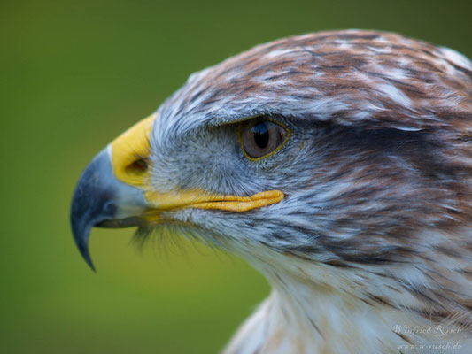 kornweihe (circus cyaneus)