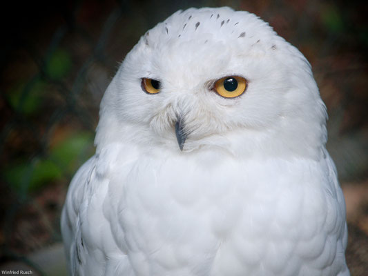 Schnee-Eule (Bubo scandiacus)