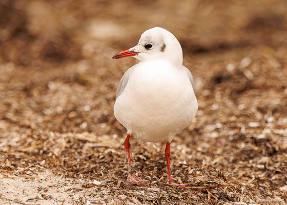 Lachmöwe  (Chroicocephalus ridibundus) 