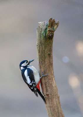 Buntspecht (Dendrocopos major)