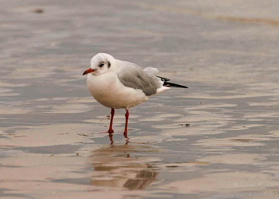Lachmöwe  (Chroicocephalus ridibundus) 