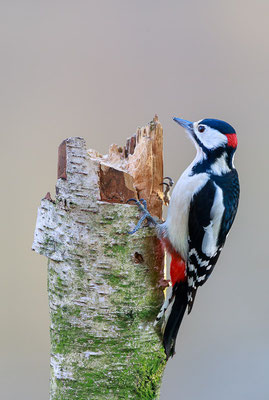 Buntspecht (Dendrocopos major)