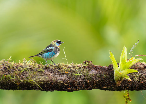 Purpurmaskentangare (Stilpnia larvata)