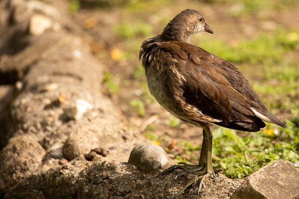 Teichralle (Gallinula chloropus)