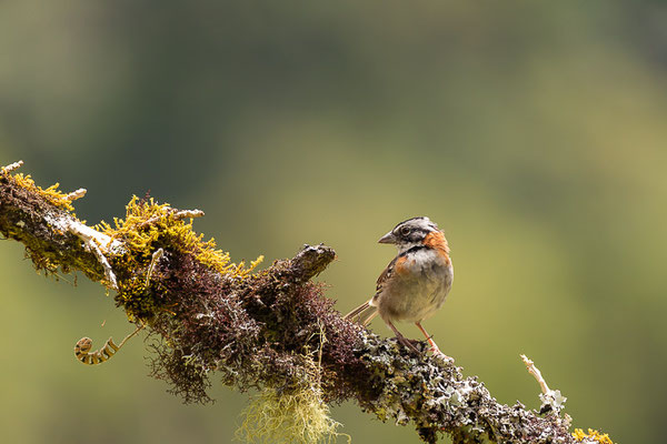 Morgenammer (Zonotrichia capensis)