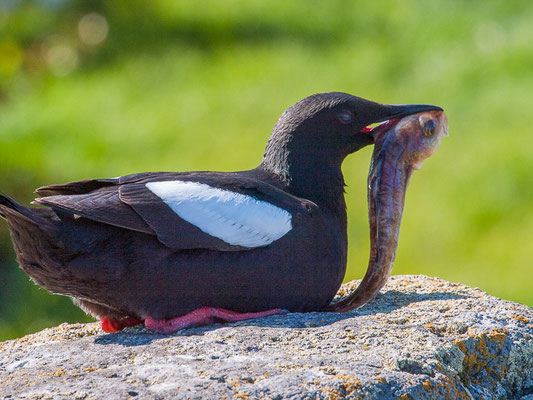 Gryllteiste (Cepphus grylle)