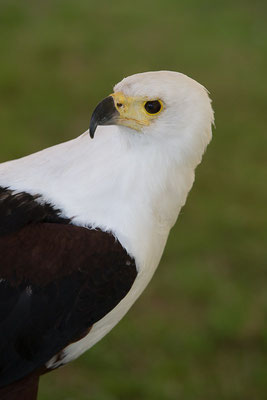 Schreiseeadler  (Haliaeetus vocifer)