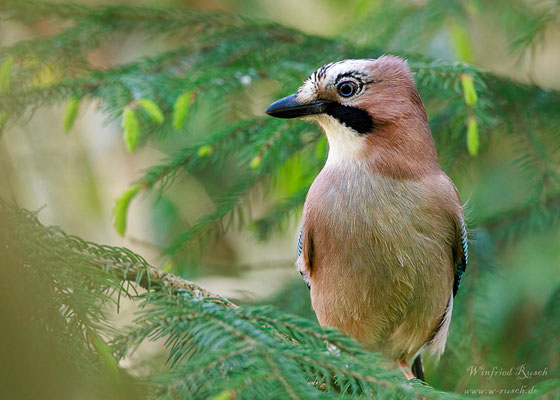 Eichelhäher (Garrulus glandarius)