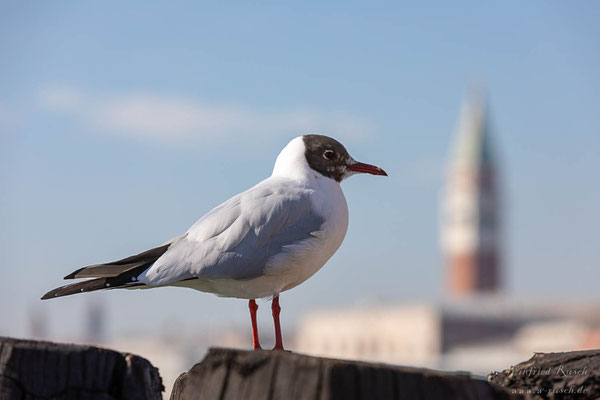 Lachmöwe  (Chroicocephalus ridibundus) 