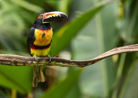 Halsbandarassari (Pteroglossus torquatus) 