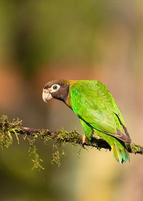 Grauwangenpapagei (Pionaopsitta haematotis)