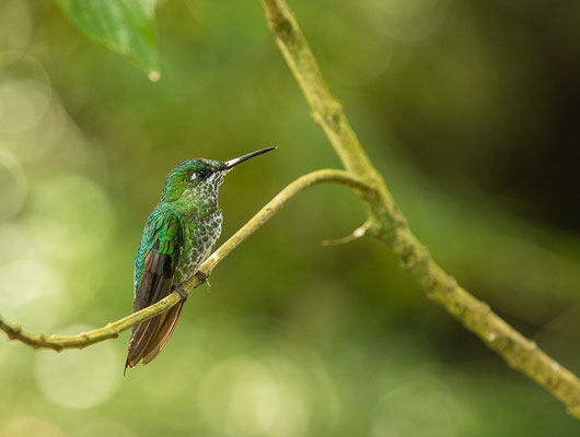 Grünstirn-Brillantkolibri  (Heliodoxa jacula)