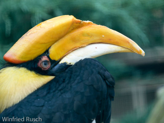 Rhinozeroshornvogel (Buceros rhinoceros)