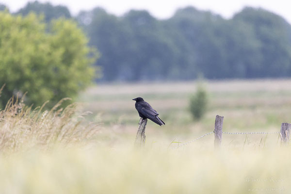 Rabenkrähe (Corvus corone) 