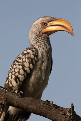 Gelbschnabeltoko (Tockus leucomelas) in Namibia 2017