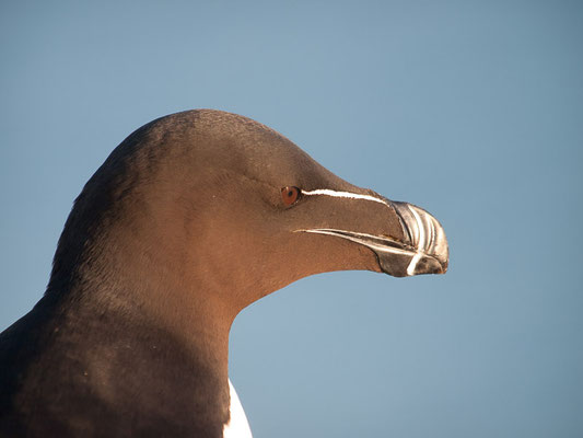 Tordalk (Alca torda)