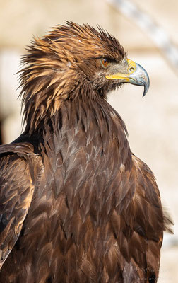 Steinadler (Aquila chrysaetos)