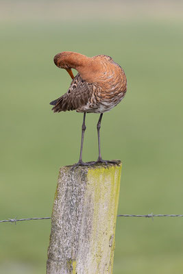  Uferschnepfe (Limosa limosa)