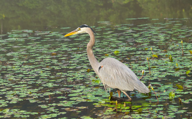 Kanadareiher (Ardea herodias)