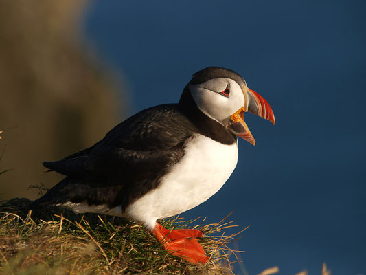 Papageitaucher (Fratercula arctica)