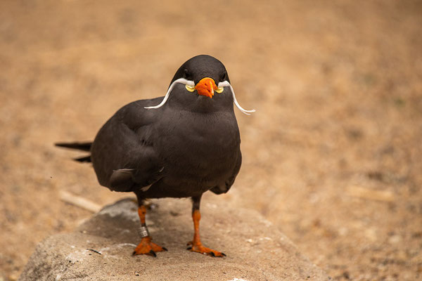 Inkaseeschwalbe (Larosterna inca)