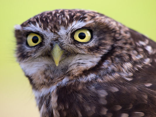 Steinkauz (Athene noctua)