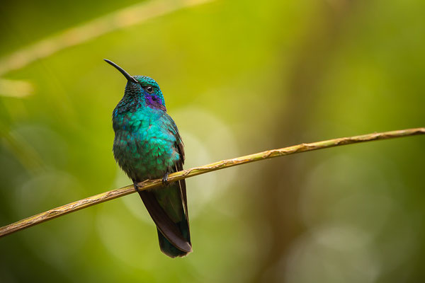 Berg-Veilchenohrkolibri (Colibri cyanotus)