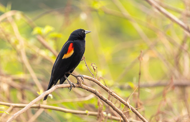 Rotflügelstärling (Agelaius phoeniceus)